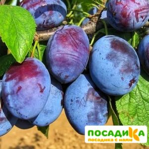 Слива Чачакская ранняя купить по цене от 229.00р. в интернет-магазине «Посадика» с доставкой почтой в в Чулыме и по всей России – [изображение №1].