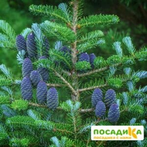 Пихта корейская (Abies koreana) купить по цене от 450.00р. в интернет-магазине «Посадика» с доставкой почтой в в Чулыме и по всей России – [изображение №1].