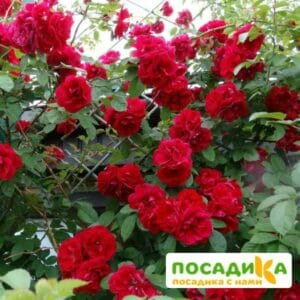 Роза плетистая Амадеус купить по цене от 399.00р. в интернет-магазине «Посадика» с доставкой почтой в в Чулыме и по всей России – [изображение №1].