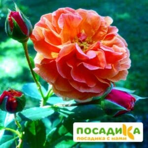 Роза Арабия купить по цене от 350.00р. в интернет-магазине «Посадика» с доставкой почтой в в Чулыме и по всей России – [изображение №1].