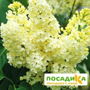 Сирень Примроуз (Primrose) купить по цене от 529.00р. в интернет-магазине «Посадика» с доставкой почтой в в Чулыме и по всей России – [изображение №1].