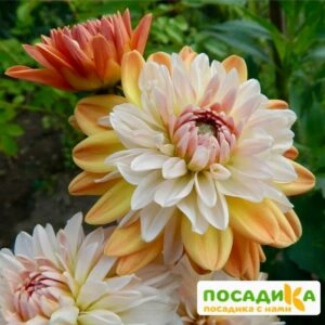 Георгина Коуп де Солейл (декоративная) купить по цене от 400р. в интернет-магазине «Посадика» с доставкой почтой в в Чулыме и по всей России – [изображение №1].