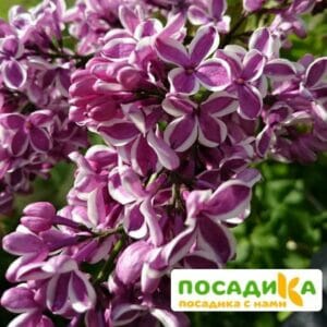 Сирень Сенсация купить по цене от 529.00р. в интернет-магазине «Посадика» с доставкой почтой в в Чулыме и по всей России – [изображение №1].