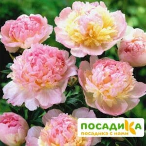 Пион Распберри Сандей (Paeonia Raspberry Sundae) купить по цене от 959р. в интернет-магазине «Посадика» с доставкой почтой в в Чулыме и по всей России – [изображение №1].