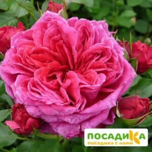 Шраб Роза Соул купить по цене от 390.00р. в интернет-магазине «Посадика» с доставкой почтой в в Чулыме и по всей России – [изображение №1].