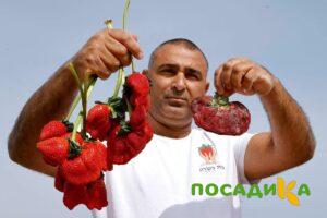Клубника Гигант Джорнея купить по цене от 266р. в интернет-магазине «Посадика» с доставкой почтой в в Чулыме и по всей России – [изображение №1].