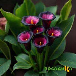 Калла Аура Лейс купить по цене от 400р. в интернет-магазине «Посадика» с доставкой почтой в в Чулыме и по всей России – [изображение №1].