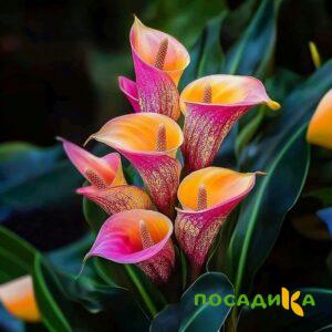 Калла Оникс купить по цене от 450р. в интернет-магазине «Посадика» с доставкой почтой в в Чулыме и по всей России – [изображение №1].