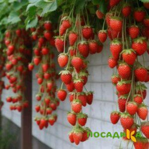 Клубника вьющаяся Комплимент купить по цене от 470р. в интернет-магазине «Посадика» с доставкой почтой в в Чулыме и по всей России – [изображение №1].