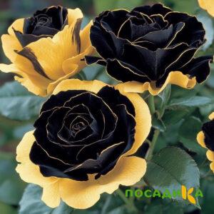Роза Ханни Сикл купить по цене от 700р. в интернет-магазине «Посадика» с доставкой почтой в в Чулыме и по всей России – [изображение №1].