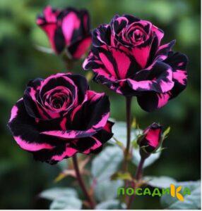 Роза Багровый Шепот купить по цене от 366р. в интернет-магазине «Посадика» с доставкой почтой в в Чулыме и по всей России – [изображение №1].