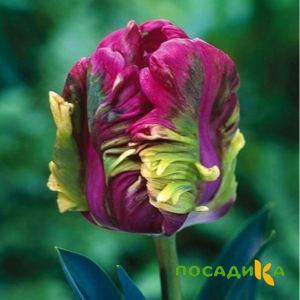 Тюльпан Экзотик Хэвен купить по цене от 186р. в интернет-магазине «Посадика» с доставкой почтой в в Чулыме и по всей России – [изображение №1].