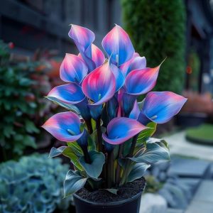 Калла Импрессия купить по цене от 590р. в интернет-магазине «Посадика» с доставкой почтой в в Чулыме и по всей России – [изображение №1].