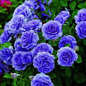 Роза Блю Мун купить по цене от 450р. в интернет-магазине «Посадика» с доставкой почтой в в Чулыме и по всей России – [изображение №1].
